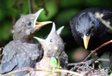 Amsel-8-Tag-Mittag-18.jpg